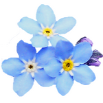 forget me not flowers
